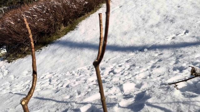 Метельчатая Гортензия Эксперимент очень короткой обр смотреть онлайн