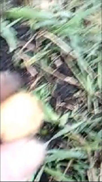 Поиск монет. #Shorts НЕ ДОКОПАННЫЙ СИГНАЛ! А ПОД НЕЙ МОГ БЫ