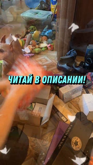 Что такое поисковые игры для собак. Что, зачем и почему смотреть онлайн