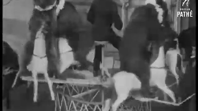 Дрессированные медведи (Trained Bears) [1894]