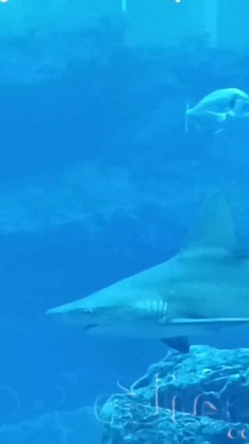 Аквариум в Дубай Молле #аквариум #акулы смотреть онлайн