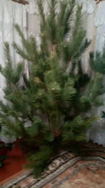 Запомните как выглядит Ёлка сейчас 2023 смотреть онлайн