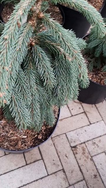 🌲Ель Глаука Пендула | Telegram: https://t.me/love_is_hvoiny_dvorik смотреть онлайн