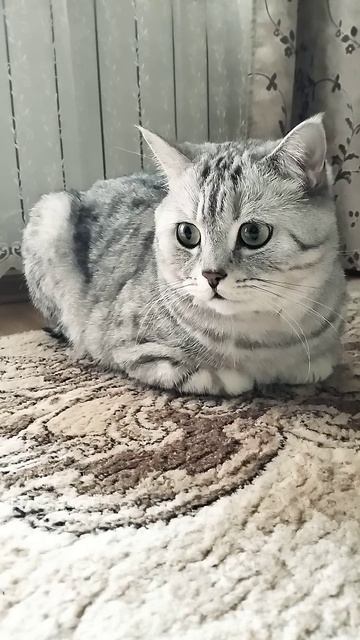 Слова на букву А #смехопанорама #петросян #юмор #кривое смотреть онлайн