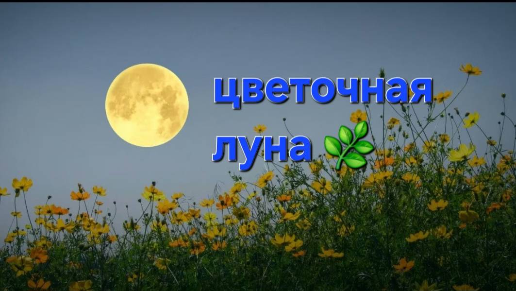 Цветочное полнолуние ,что освещает? что оставить в прошлом ? что грядет? смотреть онлайн