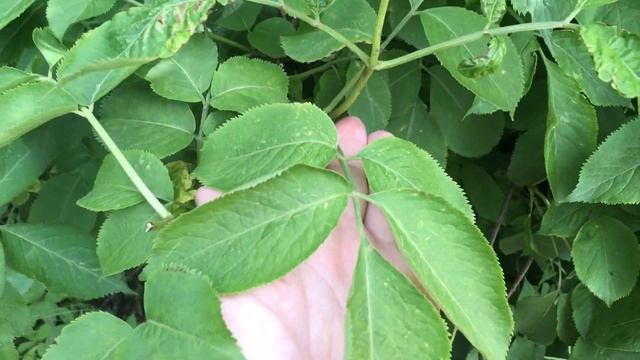 Бузина. Мої спостереження для моїх дошкільнят крізь к смотреть онлайн