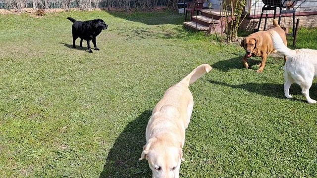 Гость приехал смотреть онлайн