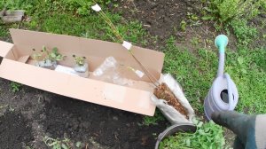 Выращивание колоновидных слив Блю Свит и Империал. Как правильно посадить саженец?