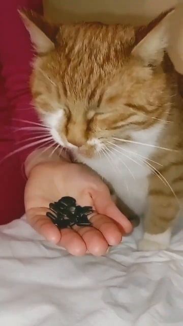 А ваш кот ест семечки? смотреть онлайн