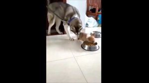 Приколы с озвучкой Собачки