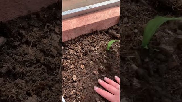 Высаживаю перец. Чем заправляла грядки. Что закладыва? смотреть онлайн