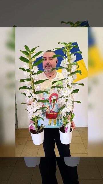 Ароматные Орхидеи Дендробиум Нобиле Аполлон, цена 500 г