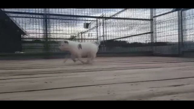 Щенок САО - алабай - ПРОДАЖА. Девочка 15 мес. -  http:beliy-lekar.ru