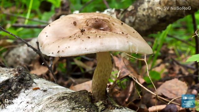 ГРИБЫ ПЛЮТЕИ ВСЕ ВИДЫ смотреть онлайн