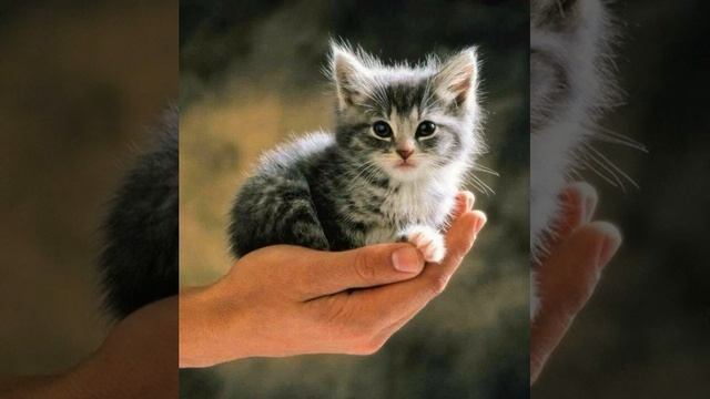 Азалия Абдуева Котенок 2021 смотреть онлайн