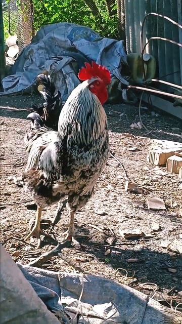 ПРИВЕТ СОСЕД 👋 СКОЛЬКО ДЭРТИ НАДО НА 50 курей в сутки?