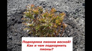 Самые важные подкормки весной для пионов