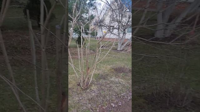 Прогулка по участку, новые жители и старые помощники. ? смотреть онлайн