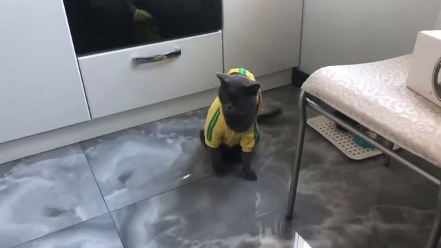 кот падает со стула прикол ржака смотреть всем без смс и регистрации смотреть онлайн