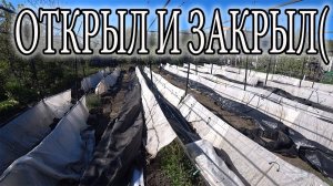 ЧТО НА ВИНОГРАДНИКЕ ПОСЛЕ ВОЗВРАТНЫХ ЗАМОРОЗКОВ