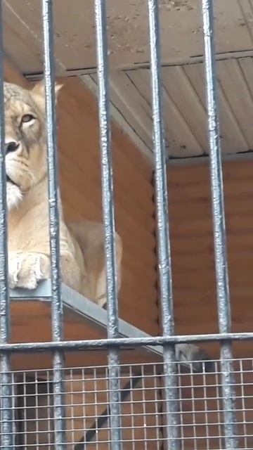 Санкт-Петербург зоопарк смотреть онлайн