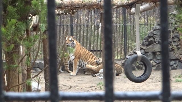 Тигры в Новосибирском зоопарке