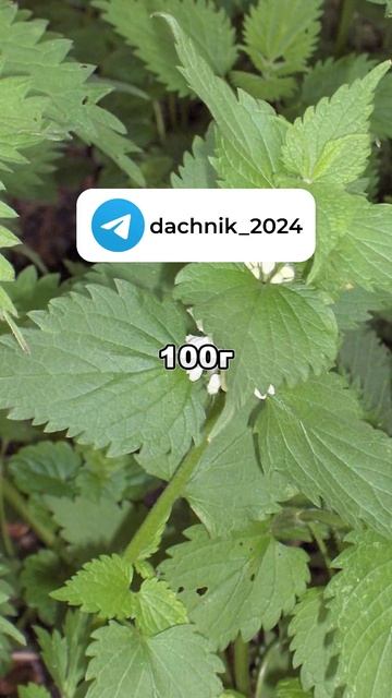 Подкормки для растений в августе | Дачные советы, дача смотреть онлайн