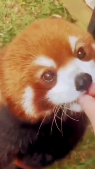 когда красная панда не ест еду 3 дня но она не любит ест смотреть онлайн