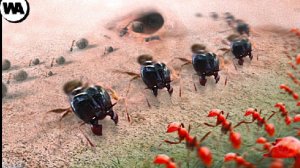 Правила Войны у Животных