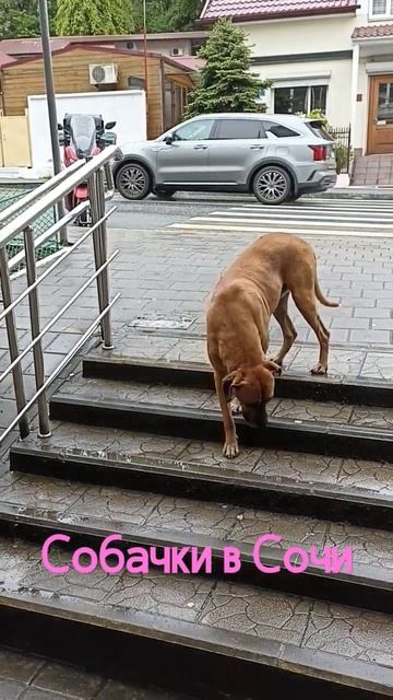 собака которая постоянно хочешь есть смотреть онлайн