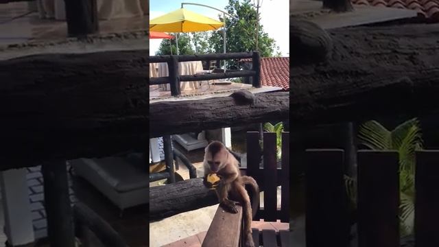 Миленькая обезьянка ест манго