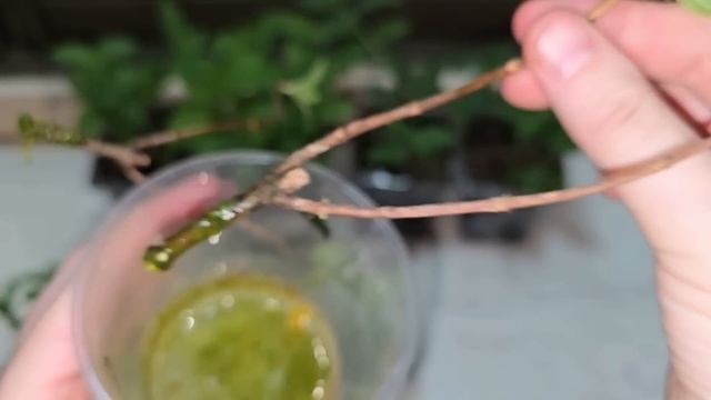 Размножение черенкование ГОРТЕНЗИИ от А до Я простой ? смотреть онлайн