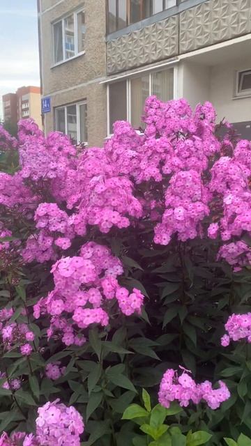 Очень красиво❤️#цветы#природа#заречный#ириначерепан смотреть онлайн