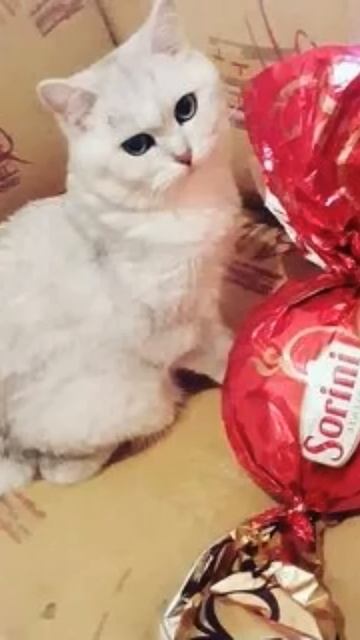 у меня есть вкусная конфетка смотреть онлайн