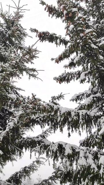 #зима #снежнаязима #ель #урал #куса смотреть онлайн