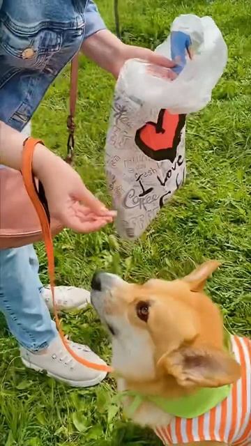 Без вкусняшки не подходи, делать ничего не буду. Я же с? смотреть онлайн