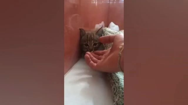 УГАРНЫЕ КОШКИ / СМЕШНЫЕ ЖИВОТНЫЕ 2020 /СБОРНИК ПРИКОЛОВ смотреть онлайн