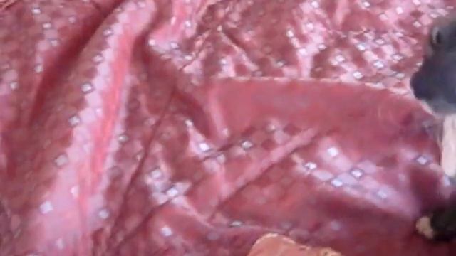 Умный Кот носит мышку и прыгает на шкаф! смотреть онлайн