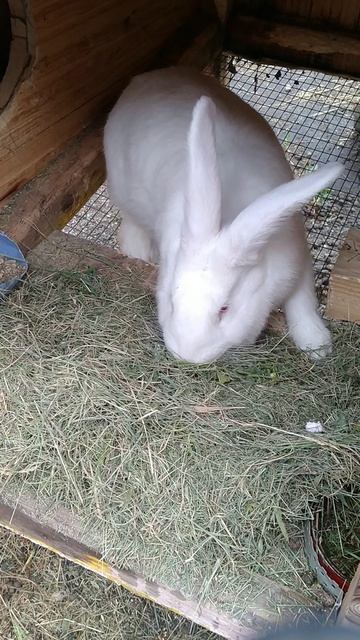 Будет мамой.