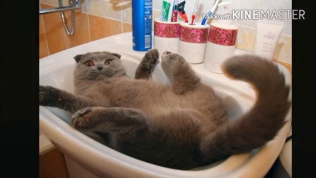 Смешные картинки с котами смотреть онлайн