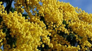 Мимозы (Official Music Video)