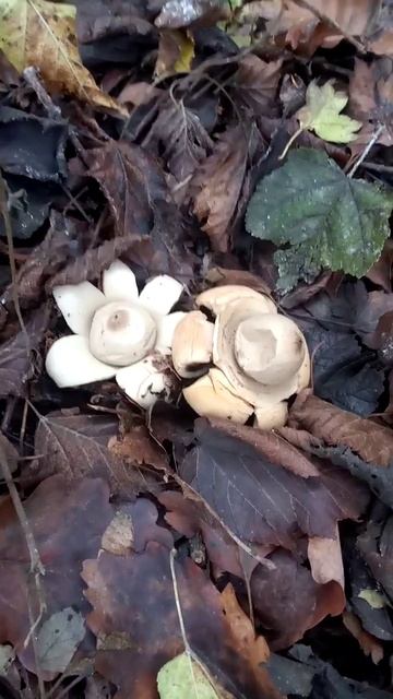 Странные грибы смотреть онлайн