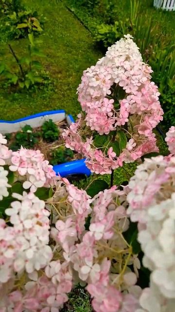 гортензия ванила фрайз! смотреть онлайн