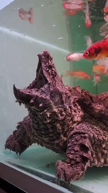 Похож на кусок бревна, но, присмотритесь Там есть глаз смотреть онлайн