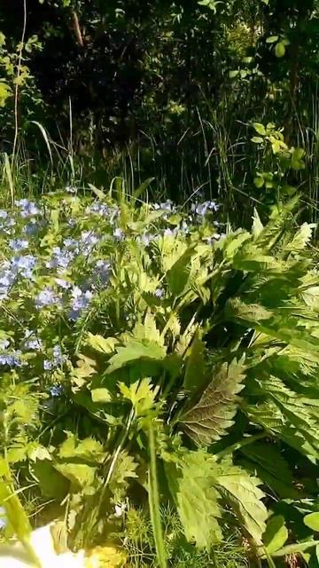 Дачные дела, крапива. веники. полезно.