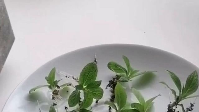 На 100% с БАРМАТУХОЙ🔥 МОЩНЫЙ способ размножения гортен смотреть онлайн