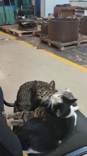 АКТИВНАЯ РАБОТА НОЧНОЙ СМЕНЫ. #cat #приколыскотами #kitten # смотреть онлайн