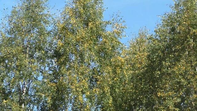 береза желтеет смотреть онлайн