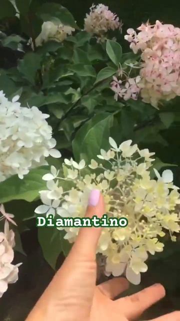 #diamantino #hydrangea #гортензия #garden #гортензія #flowers #park#jardin#shorts смотреть онлайн