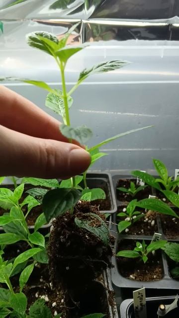 Корни у черенков метельчатой гортензии